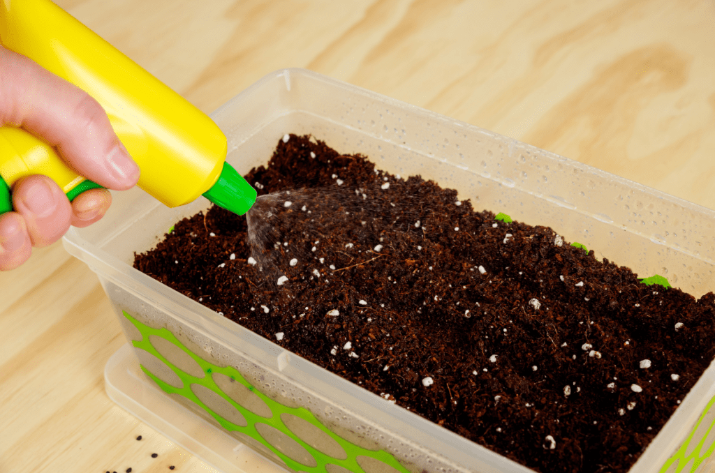 spraying water on seedling mix in a plastic container