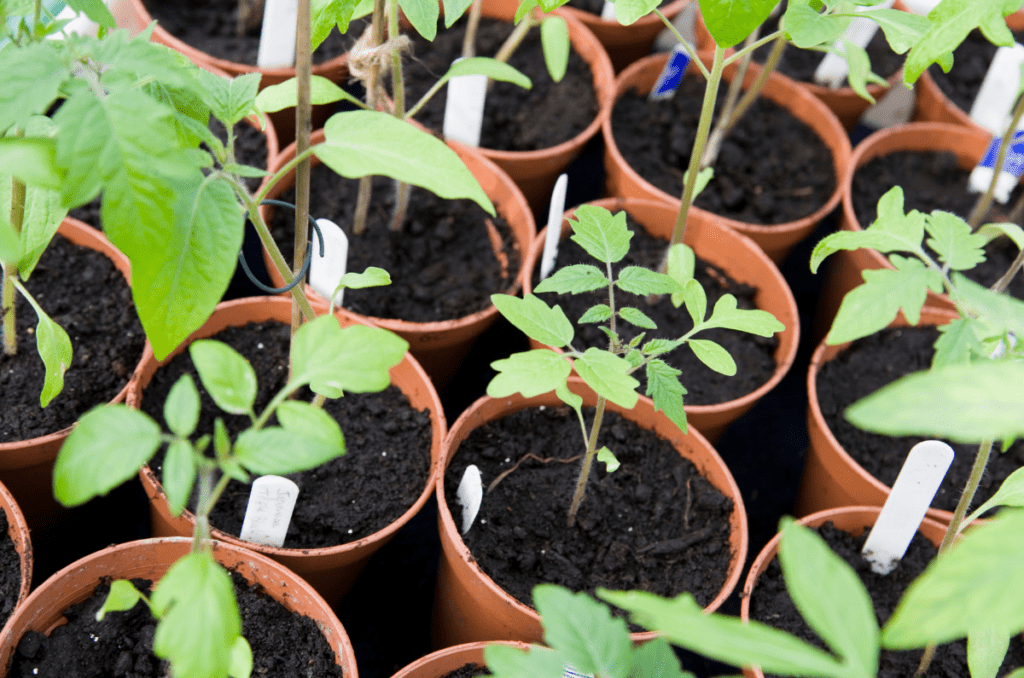 transplanting tomato seedlings into bigger pots