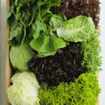 different lettuce varieties harvested from the garden