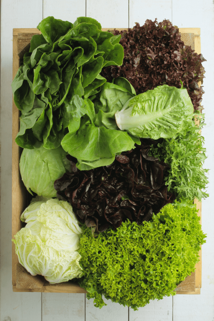 different lettuce varieties harvested from the garden