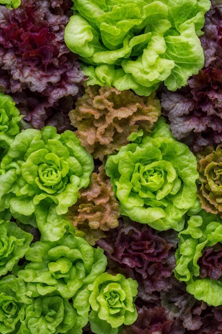 Lettuce Varieties For Your Garden - The Real Gardener