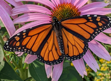 pollinator garden attracting monarch butterflies