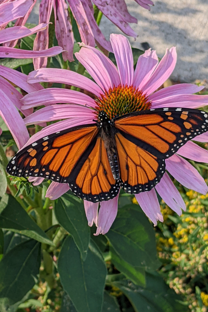 pollinator garden attracting monarch butterflies
