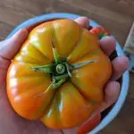 large tomato held in hand