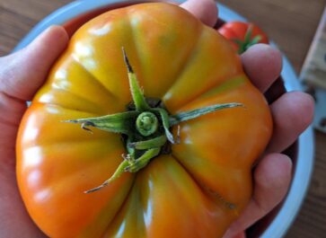large tomato held in hand