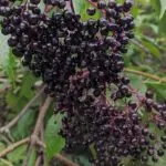 elderberry bush ripe berries