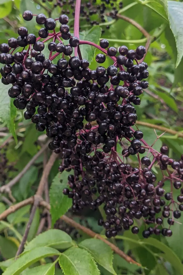 elderberry bush ripe berries