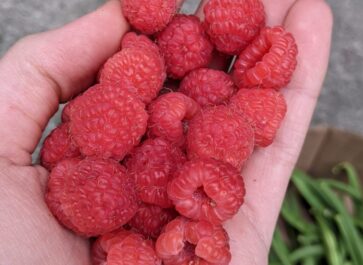 fresh, local, seasonal, Ontario raspberries