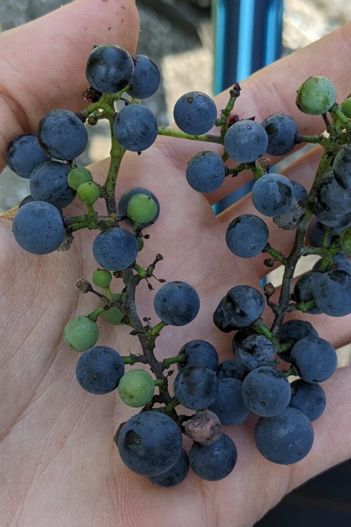 Wild Grapes - How to Find, Use, and Enjoy - The Real Gardener