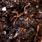 vermicompost for plants