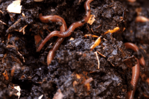 vermicompost for plants