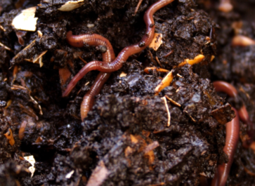 vermicompost for plants