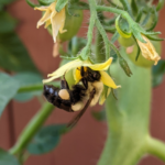 bumblebees are very important pollinators