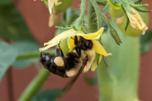 bumblebees are very important pollinators