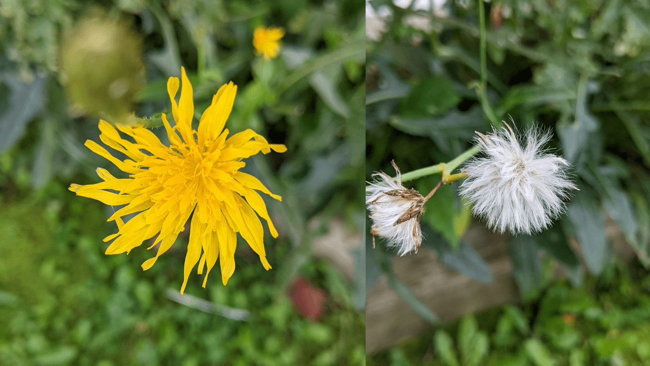 saving-seeds-for-next-year-s-crop-a-complete-guide-the-real-gardener