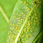 how to get rid of aphids on your plants