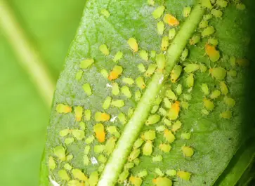 how to get rid of aphids on your plants