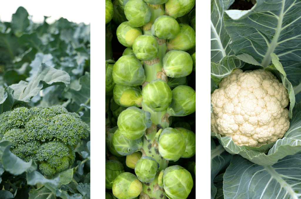 brassica varieties planitng