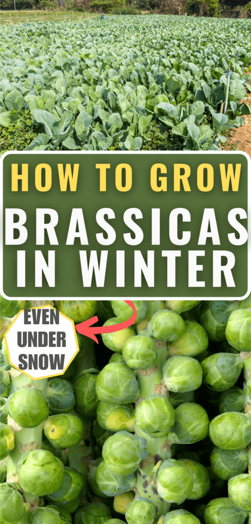 brassica planting Pinterest pin