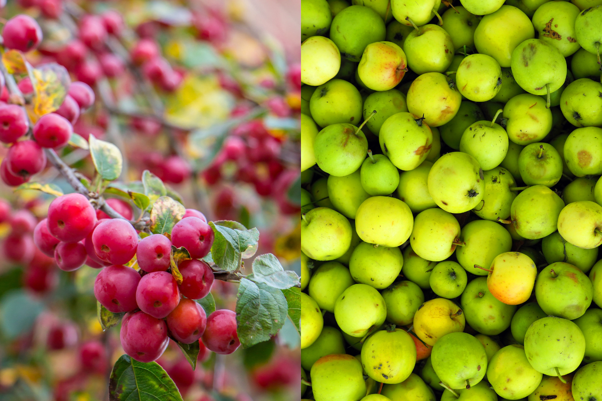 difference between wild apples and crabapples
