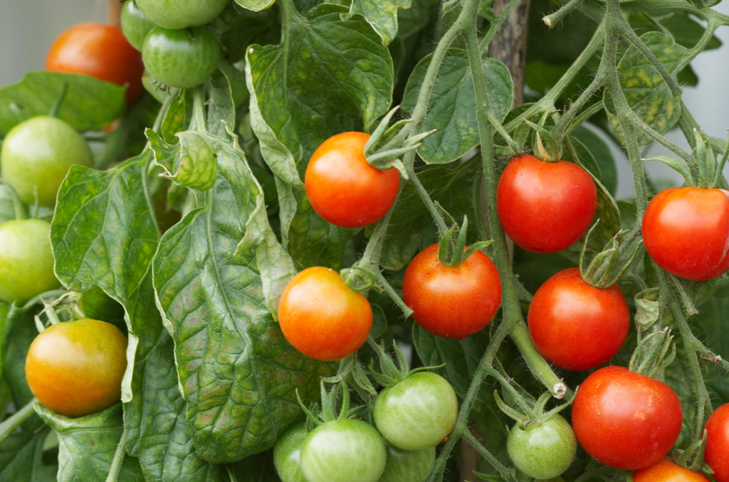 How to Ripen Tomatoes on the Vine - The Real Gardener