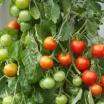 ripen tomatoes on the vine