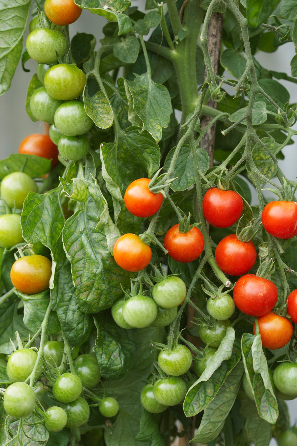 ripen tomatoes on the vine