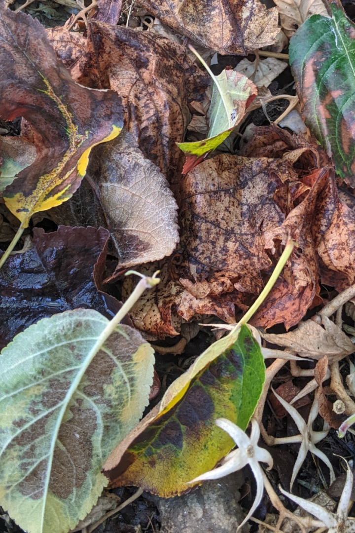 garden leaves in a garden bed