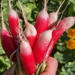 freshly harvested radishes held in hand