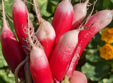 freshly harvested radishes held in hand