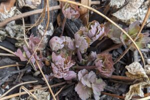 leaf buds breaking dormancy in early spring