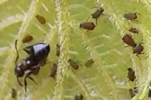 black aphids being farmed by ants on grape leaves