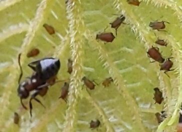 black aphids being farmed by ants on grape leaves