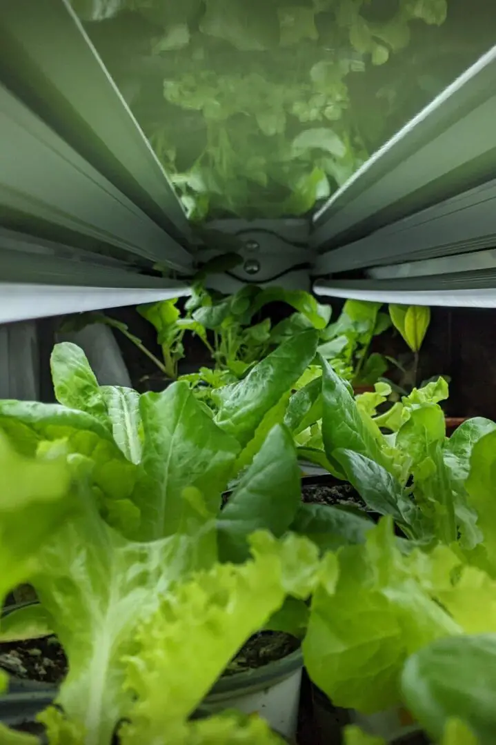 lettuce growing under LED grow lights in the basement