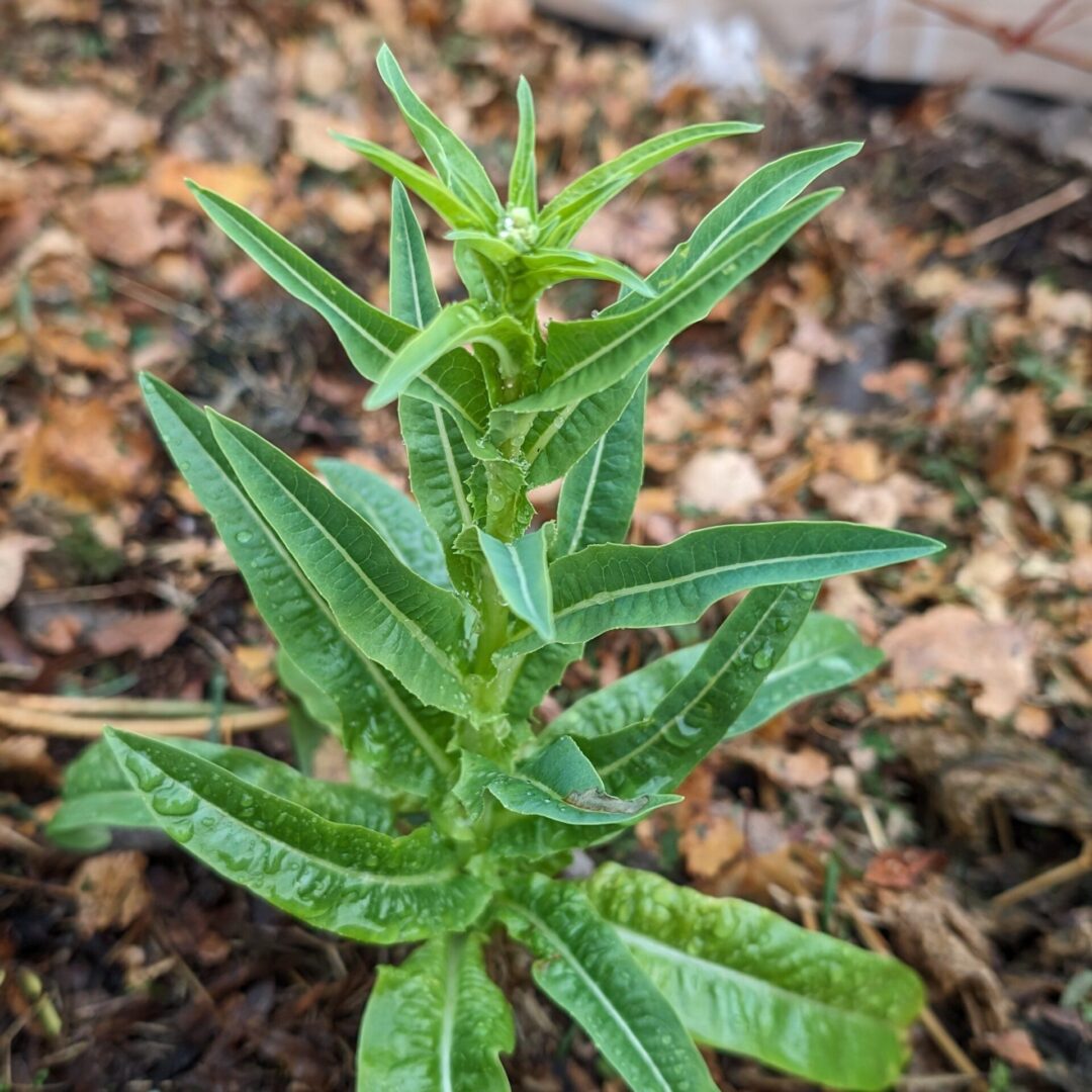 how-to-clean-out-your-garden-in-preparation-for-winter-the-real-gardener