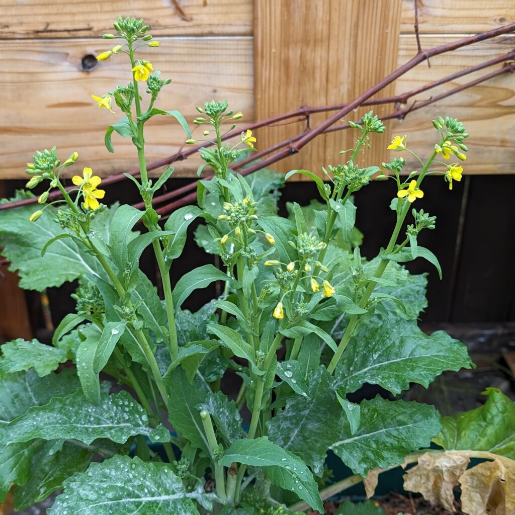 broccoli rabe plant flowering and producing seeds in the fall in a raised garden bed
