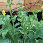 broccoli rabe flowering in the winter
