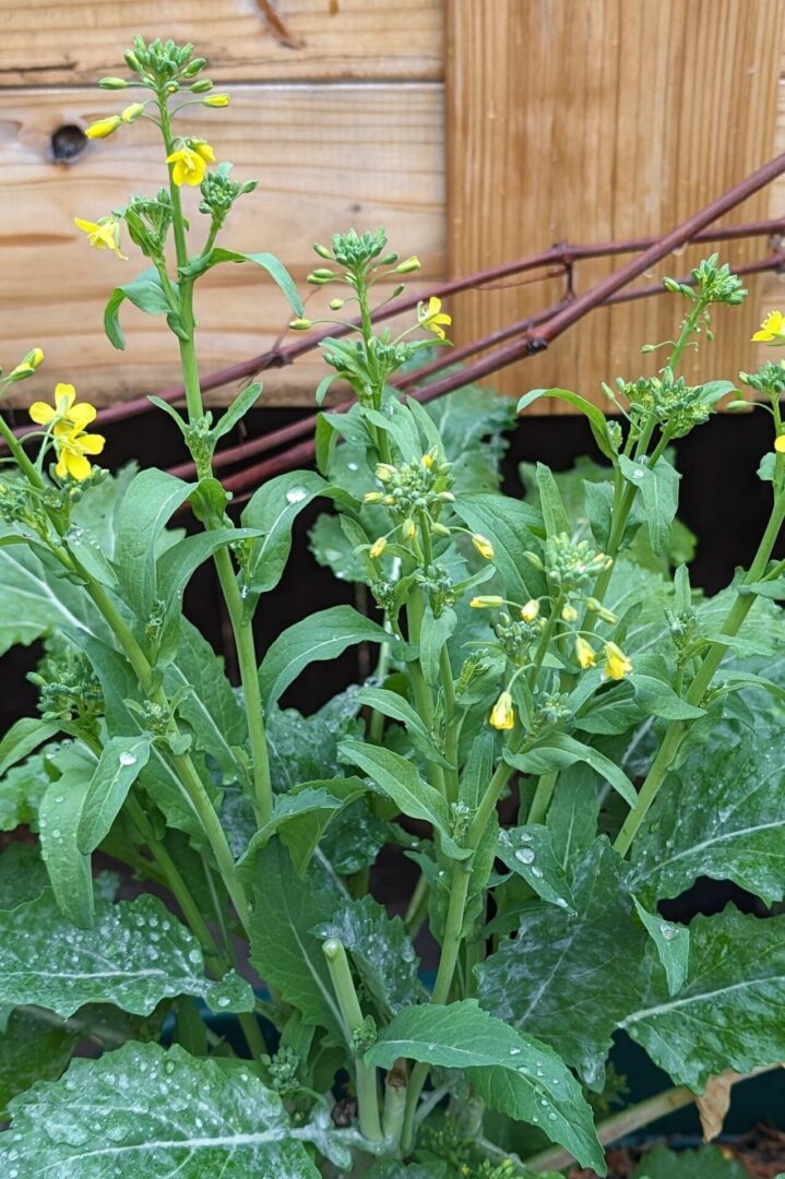 broccoli rabe flowering in the winter