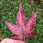 red fallen leaf in the autumn