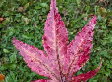 red fallen leaf in the autumn
