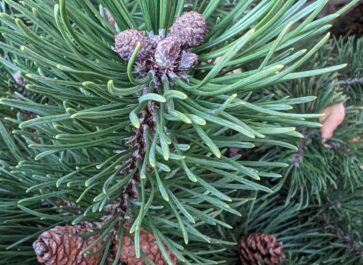 pine needles attached to stem and ready to harvest