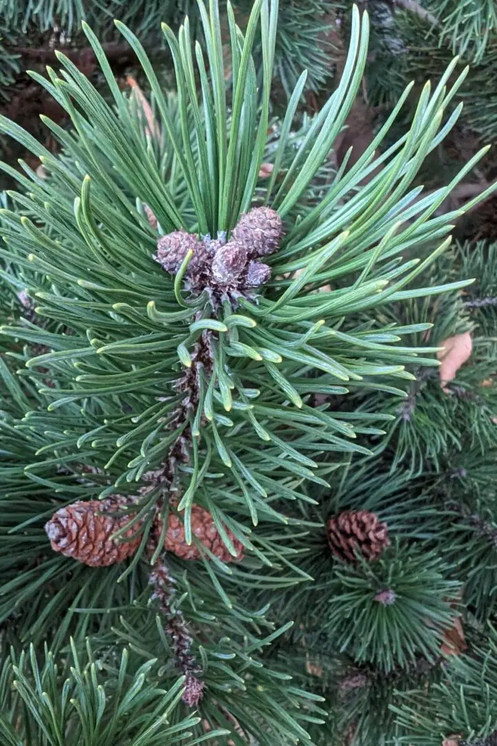 pine needles attached to stem and ready to harvest
