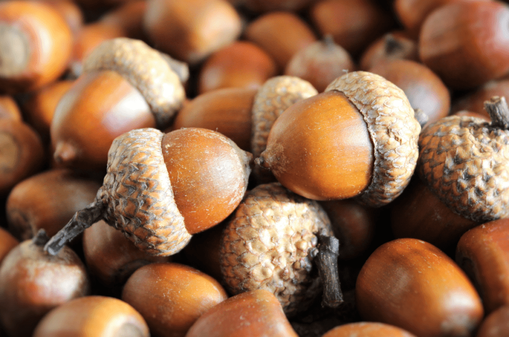 foraging acorns in the winter