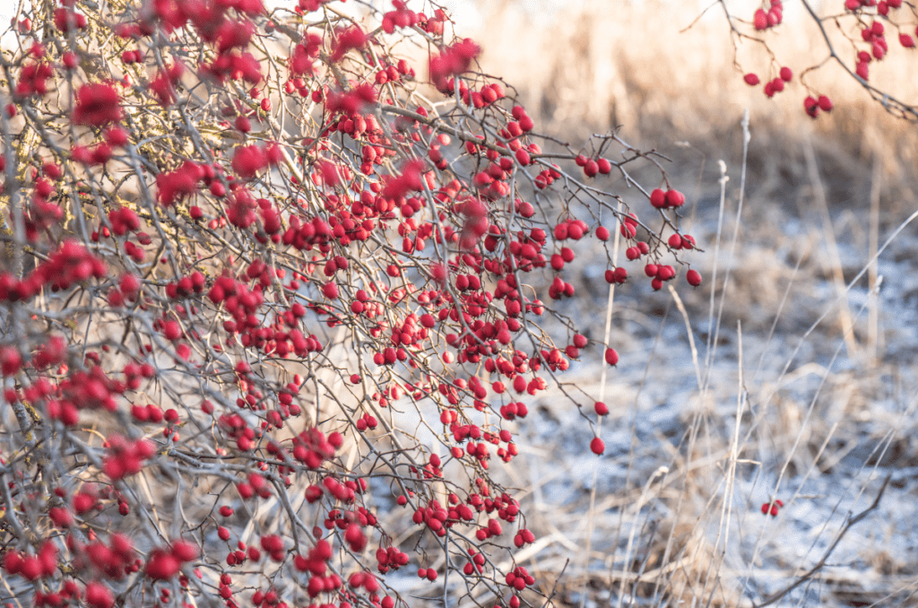 foraging hawthorn in the winter