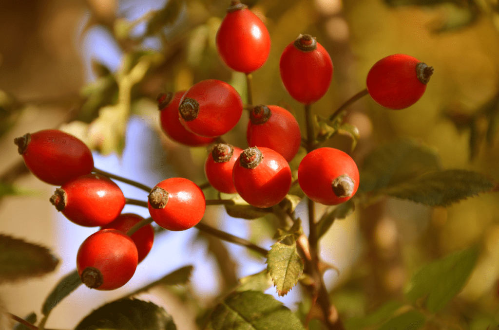 foraging in the winter