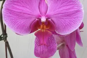 pink moth orchid flowering in a greenhouse