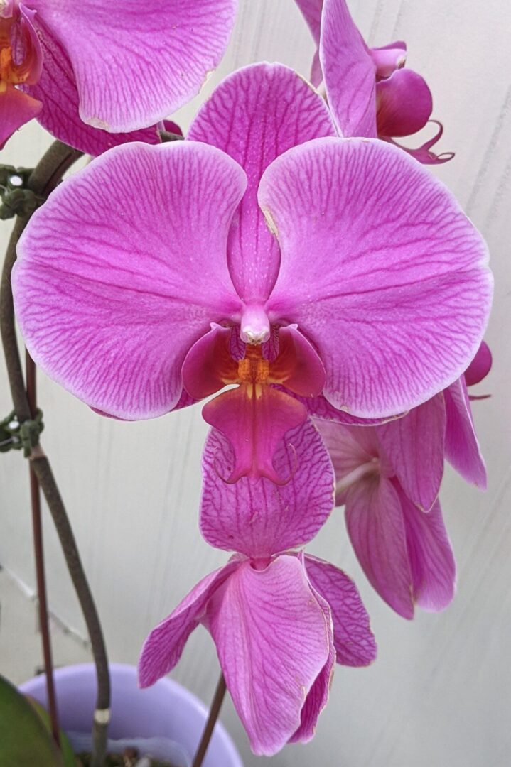 pink moth orchid flowering in a greenhouse