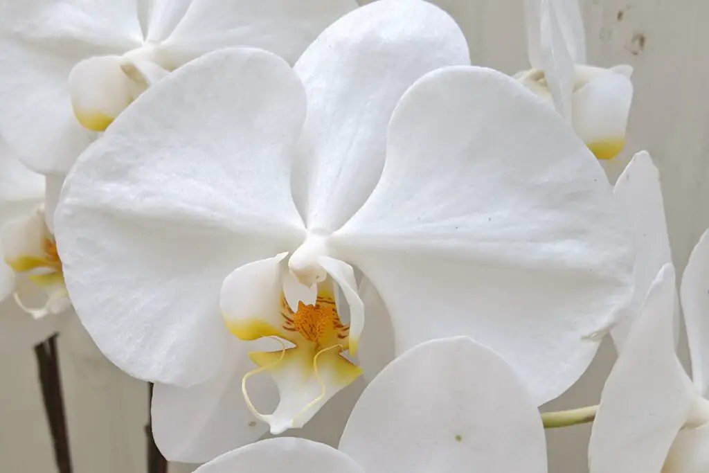 white moth orchid flowering in a tropical greenhouse