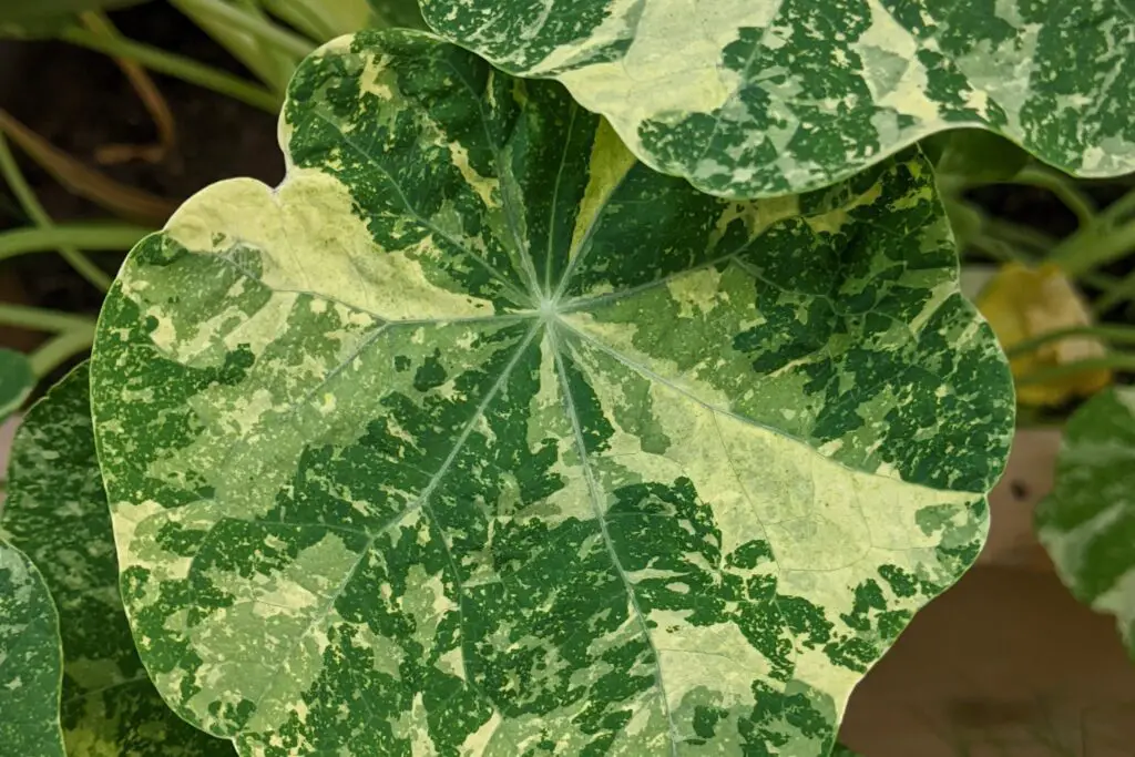 variegated nasturtium leaves attract aphids to keep them away from other plants