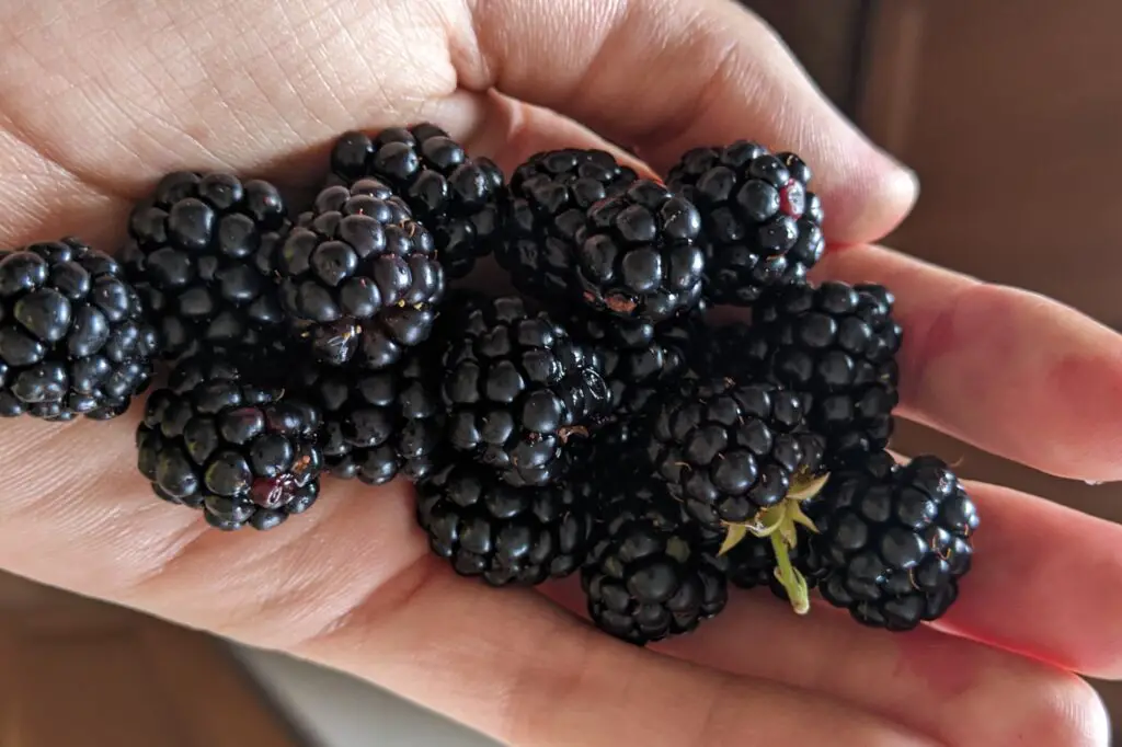 homegrown blackberries held in hand